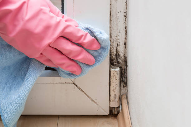 Best Mold Prevention Services  in Jamestown, CA